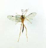 Click for more details.